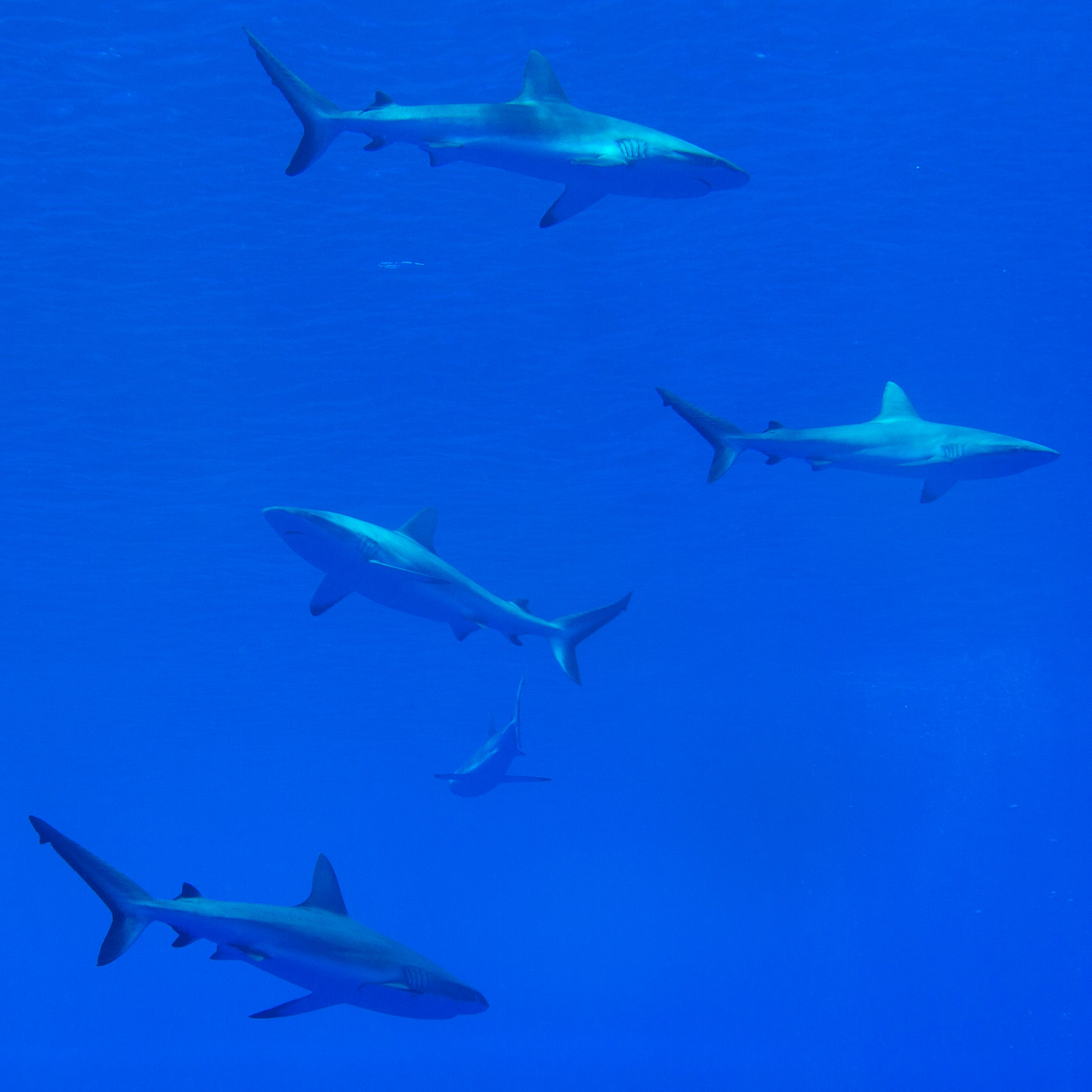 gray shark under the sea